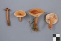 Lactarius tabidus image